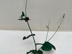 -老西关濑粉(文明路店)