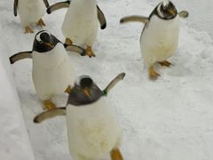 -广州热雪奇迹