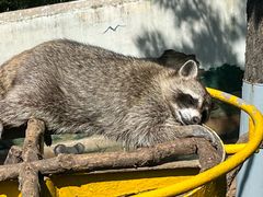 -西霞口神雕山野生动物世界
