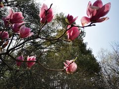 -杭州植物园