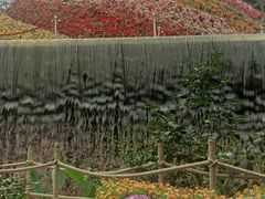 -花之城