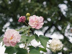 -上海共青森林公园