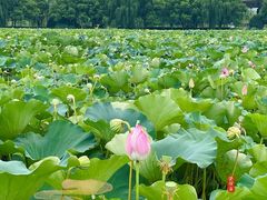 -荷塘月色湿地公园·向阳花洲