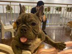 -柯斗斗主题餐厅·狗咖·围炉煮茶·茶饮(国瑞升平里店)