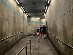 -奥兰多迪士尼动物王国乐园