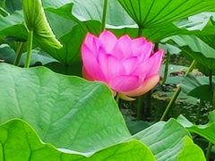 -长春市南湖公园