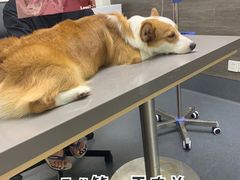 -爱侣宠医·鹦鹉专科·小型哺乳类·异宠专科(灵石路店)