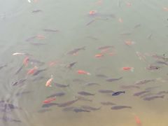-黄花溪