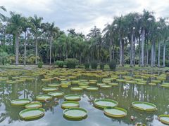 -中国科学院西双版纳热带植物园
