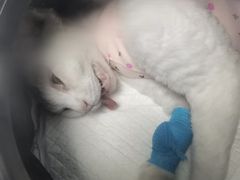 -纳吉亚猫专科动物诊疗中心(蒋宅口分院)