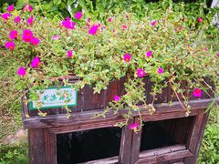 -黄海国家森林公园