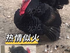 -林间山庄