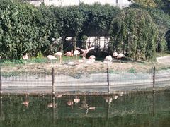 粉红色的火烈鸟-西安秦岭野生动物园