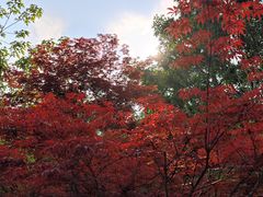 -老山国家森林公园