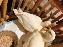 -馬蘭花開(车站大道店)