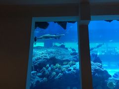 -迪拜水族馆及水下动物园