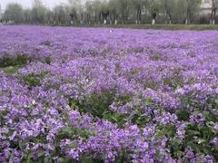 -汉长安城未央宫国家考古遗址公园