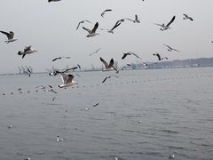 -泊石湾海滨浴场