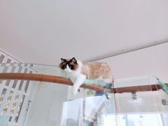 奇哥-Catmate·猫肥家润(金润铂宫店)