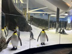 -悉尼海洋生物水族馆