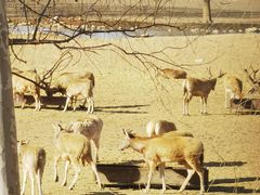 -北京麋鹿生态实验中心