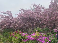 -洛阳郁金香牡丹园