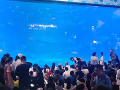 -烟台海昌鲸鲨海洋公园