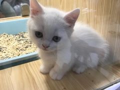 -屋虎猫馆(宝安大仟里店)
