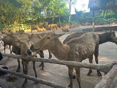 -海南热带野生动植物园
