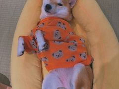 -逗柴咖啡屋·狗咖猫咖宠物桌游