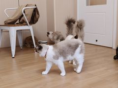 -唐小姐の私宠·宠物洗护美容·撸猫馆·购宠(周浦万达旗舰店)