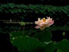 -陈家山荷花公园