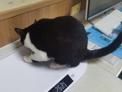 -瑞派宠物医院·24h·骨外科·皮肤科·全科宠物医疗转诊中心(沈阳浑南院)