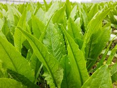 -武汉紫薇都市田园