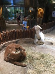 点击看大图 -宝燕乐园(闵行旗舰店)