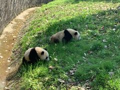 -都江堰中华大熊猫苑