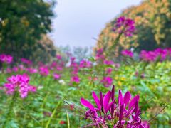 -玄武湖景区-情侣园游乐场