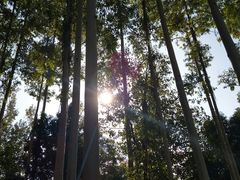 -桉树林A coffee 森林餐厅(三圣乡店)