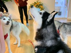 -Husky Go! 哈士奇体验馆·宠物咖啡厅狗咖