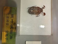 -上海昆虫博物馆