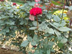 -人民公园(罗湖区)