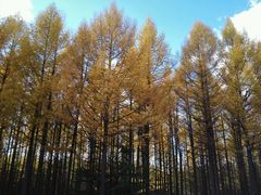 -塞罕坝国家级自然保护区