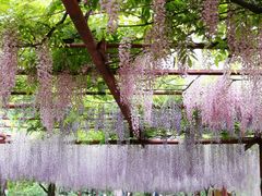 -嘉定紫藤园