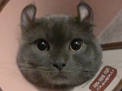 -灵美宠物诊所