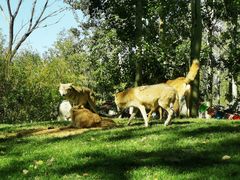 -北京野生动物园