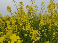 -中国天府农业博览园