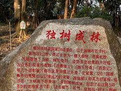 -瑞丽独树成林风景区