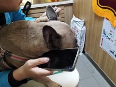 -瑞派宠物医院·24h·骨外科·皮肤科·全科宠物医疗转诊中心(沈阳浑南院)