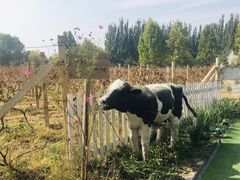 -安德鲁户外烧烤帐篷营地(马泉营店)