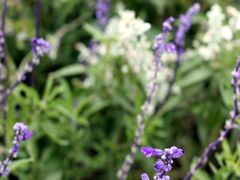 -北京东方普罗旺斯薰衣草庄园